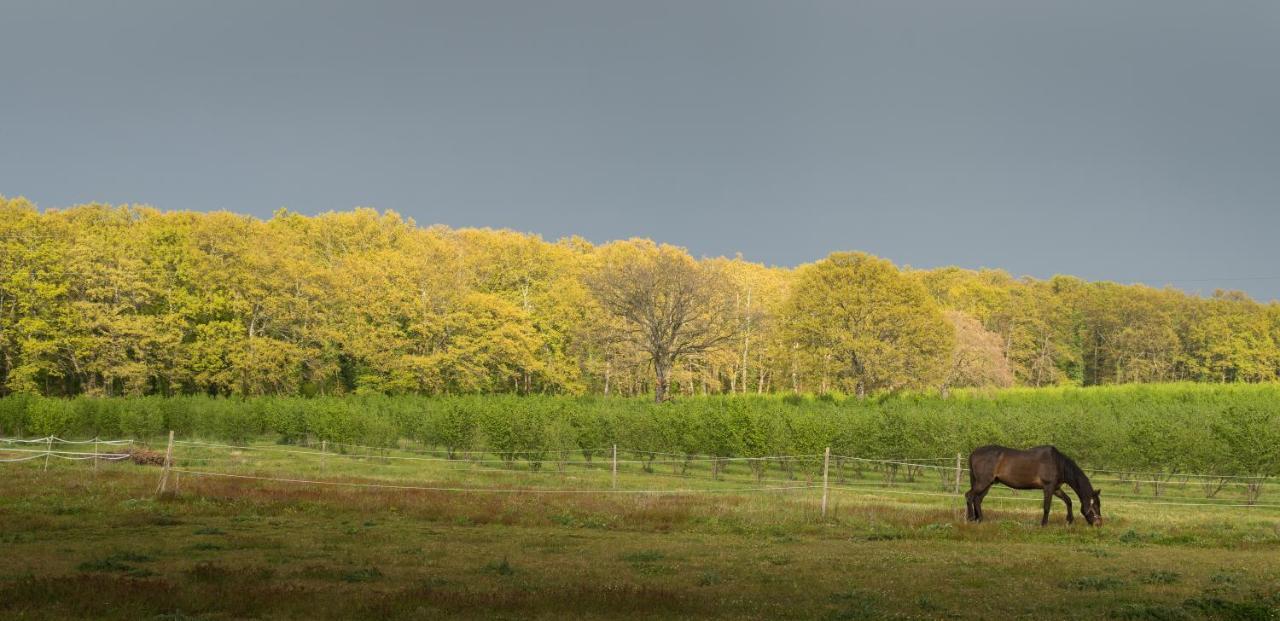 וטראלה Agriturismo Il Poggio מראה חיצוני תמונה